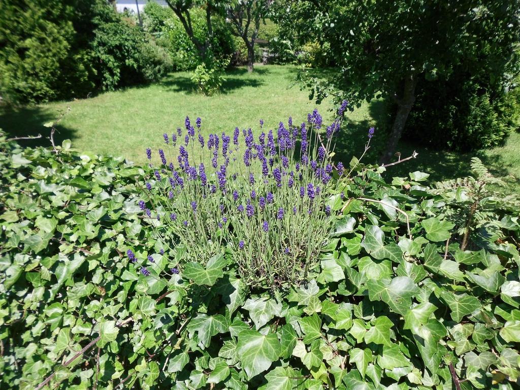 Apartment In Langewiese Sauerland With Garden Winterberg Exteriör bild